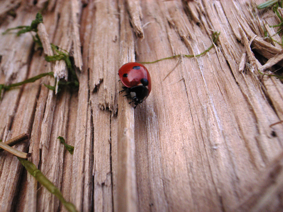 LADYBUG